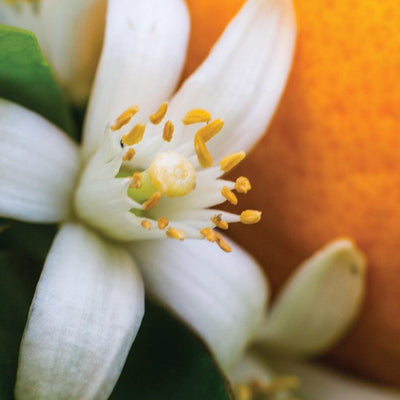 Neroli Candle - #CandlesForACause - Partial proceeds of this candle gives back to kids mental health. Vegan. All-natural soy and coconut wax. Phthalate-free fragrances. Crackling wooden wick, and a seed paper bookmark to plant in your candle jar after. Feel good about what you buy. 