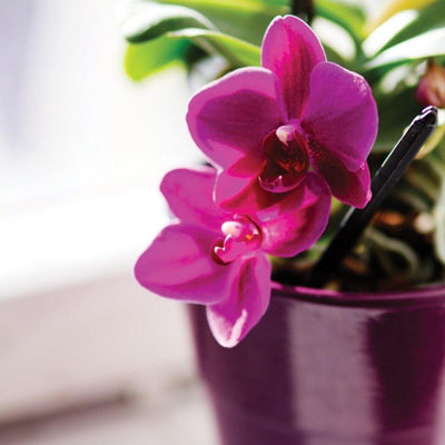 Orchid Candle - #CandlesForACause - Partial proceeds of this candle gives back to kids mental health. Vegan. All-natural soy and coconut wax. Phthalate-free fragrances. Crackling wooden wick, and a seed paper bookmark to plant in your candle jar after. Feel good about what you buy. 