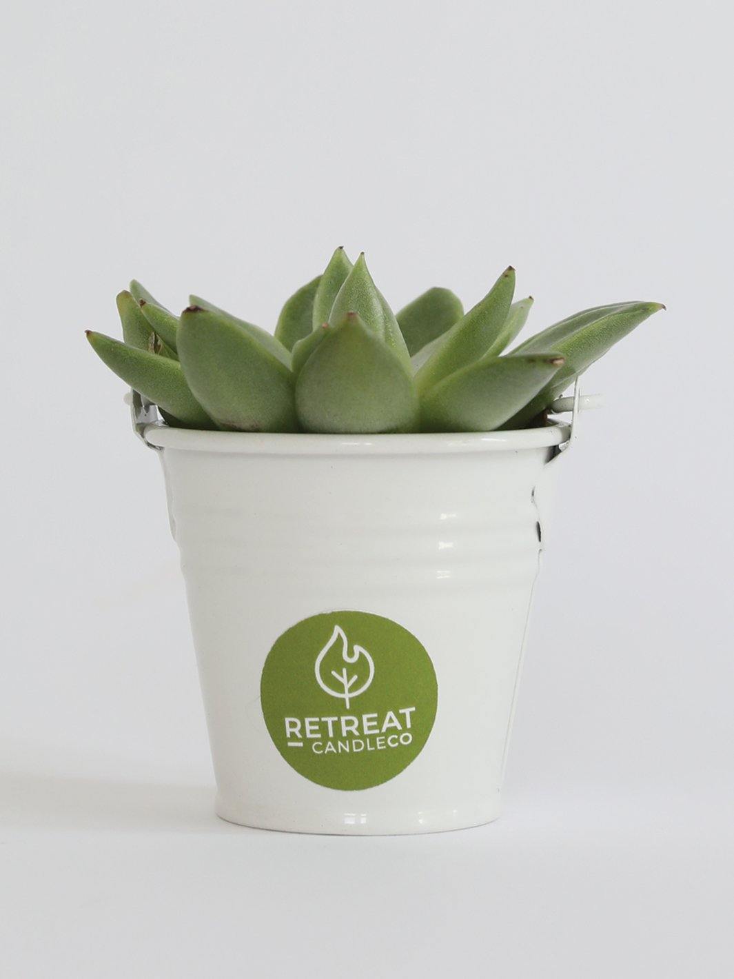 Succulent - Retreat Candle Co